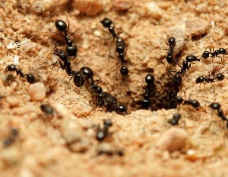 شركة مكافحة النمل